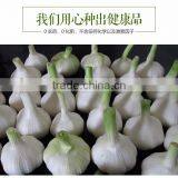 YUYUAN Brand Hot Sail Fresh Garlic Chinese Garlic Health Benefit thumbnail-1