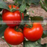 Vegetable Seeds thumbnail-2