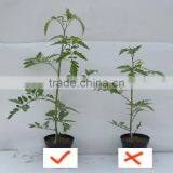 Humic Acid and Fulvic Flake Organic Fertilizer Extracted From Leonardite