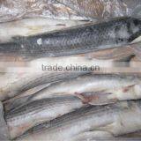 Frozen Grey Mullet Gutted thumbnail-1