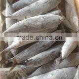 Sea Frozen Bonito Tuna thumbnail-6