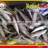FROZEN MARUADSI WHOLE ROUND (ROUND SCAD) thumbnail-5