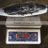 Large Stock Skipjack 1000g/1kg Best Exporter thumbnail-2