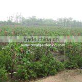 Plumeria Rubra(Red Frangipani) thumbnail-3