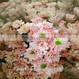 High Quality Sprayed Chrysanthemums With All Colors Wholesale thumbnail-2