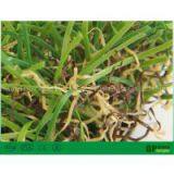 Green Carpet Garden Turf Plastic Grass Squares