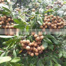 100% NATURAL BEST SELLER DRIED LONGAN FRUIT PRODUCT FROM VIET NAM thumbnail-4