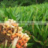 Turmeric thumbnail-5