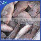 Best Frozen Whole Tilapia Fish Farming thumbnail-1