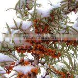 The Top Quality 50ml Seabuckthorn Fruit Oil China Manufacturer Supply Berry Oil 19 Years Healthy Product thumbnail-3
