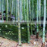 Phyllostachys Heterocycla (Carr.) Mitford Cv. Pubescens & Bamboo thumbnail-2