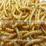 Dried Yellow Mealworm,Birds Food & Aquarium Fish Food thumbnail-2