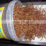 Yellow Mealworm Wholesale Bird Food, Tenebrio thumbnail-2