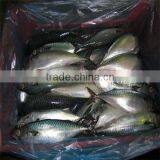 Frozen Seafood Mackerel Fish /fish Sea Food thumbnail-1