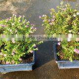 Cuphea Bonsai thumbnail-1
