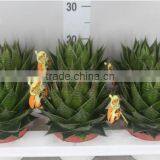 ALOE COSMO thumbnail-1