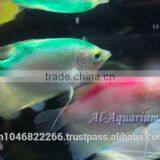 Giant Gourami Mix Color / Aquarium Fish Exporter thumbnail-4
