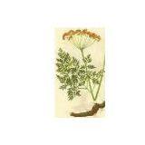 Notopterygium Root Extract 12:1