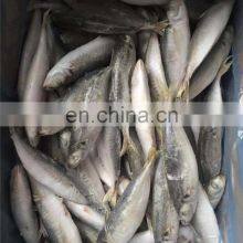 Small Eye Horse Mackerel Frozen Horse Mackerel Fish thumbnail-5