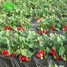 Black Agriculture pe Plastic Agricultural Film Barrier Mulching Sheet thumbnail-4