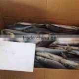 Sea Frozen Whole Round Frozen Sardine Fish thumbnail-6