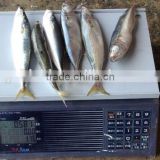 2016 Newly Frozen Pacific Mackerel Fish Whole Round 10-12pcs/kg
