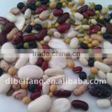 Light Speckled Kidney Bean ( Flat shape,2011 crop,Yian Origin)