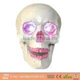 Halloween Natural Plastic Skull With LED With Glittered Eyes, Nose and Mouth, With Color Led Eyes. Button Batteries Included. thumbnail-1
