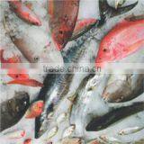 Dung Seafood Company Limited company overview - view 3 thumbnail