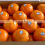 Navel orange citrus fruit