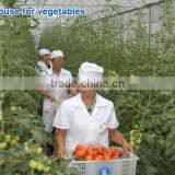 Cheap Price Tunnel Greenhouse for Tomato Farms thumbnail-1
