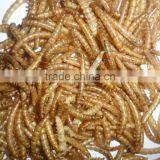 Golden Yellow Stocked Mealworm, Wholesale Wild Bird Food Mealworm thumbnail-2