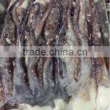 Frozen Bait of Giant Squid Tentacle thumbnail-2