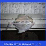 Sea Frozen Black Pomfret