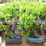 Ficus Stone Bonsai thumbnail-5