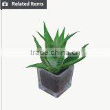 Mini Decorative Home and Office Table Potted Succulent Plant thumbnail-4