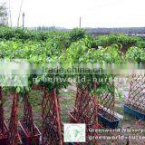 Ficus Benjamina Cage Shape thumbnail-1