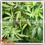 Customized Large Outdoor Artificial Trees Artificial Baobab Tree Fiberglass Artificial Tree thumbnail-3