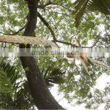 Pteranodont thumbnail-3