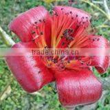 Bombax Malabaricum thumbnail-2