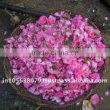 Rose Absolute Oil thumbnail-1