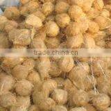 Semi Husked COCONUT thumbnail-5