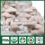Shiitake Mushroom Spawn/Dried Shiitake Mushroom /Shiitake Seeds thumbnail-6