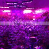 Hydroponic LED Grow Light 1200W For Distribution thumbnail-6