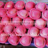 Shaanxi Fuji Apple /Red Fuji Apple