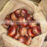 Fresh Chestnut 30-40 Specification for Middle East Market