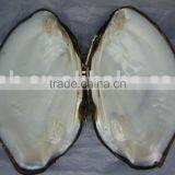 THICK and WHITE Chinese Freshwater Mussel Shell thumbnail-1