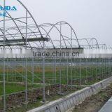 Greenhouse Tomato thumbnail-3