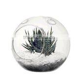Acrylic Globe Terrarium thumbnail-2