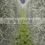 Tillandsia Air Plant thumbnail-2